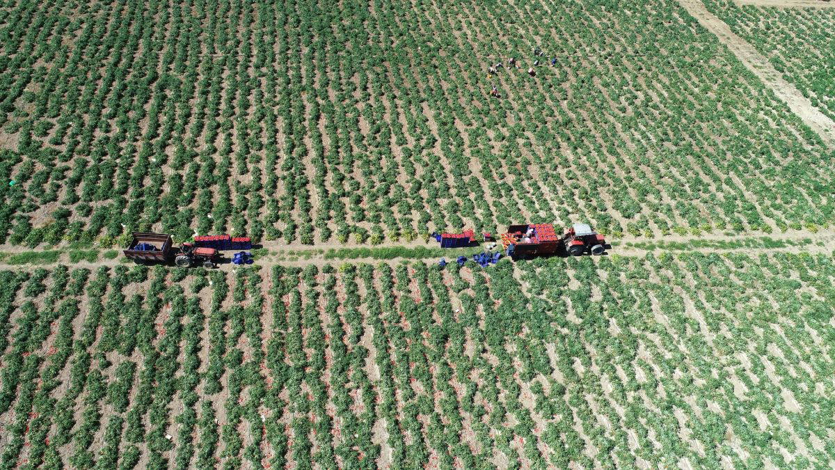 Meşhur Çanakkale domatesinin hasadı sürüyor