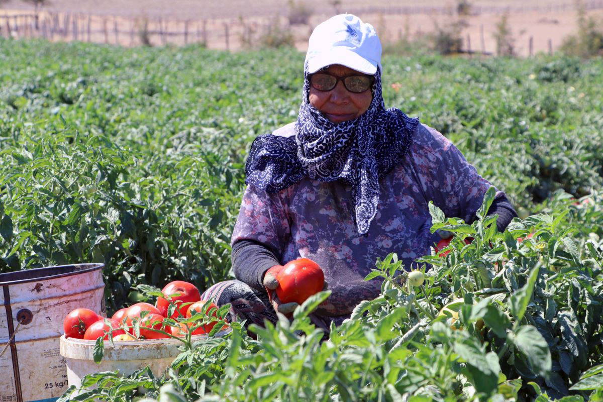 Meşhur Çanakkale domatesinin hasadı sürüyor