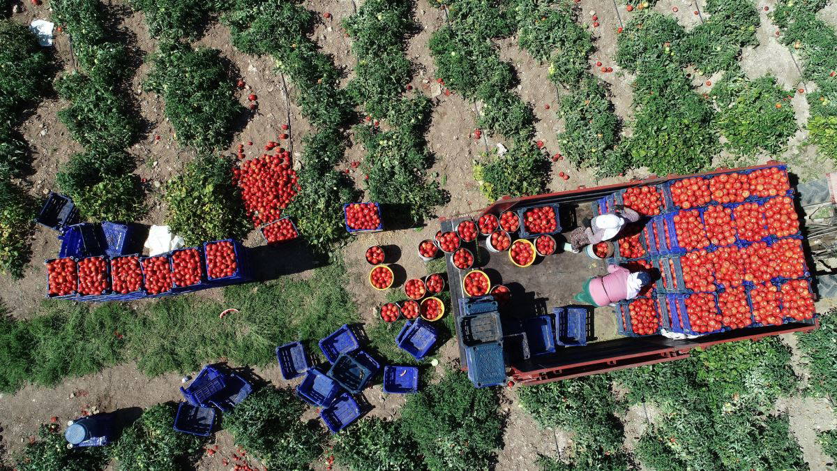 Meşhur Çanakkale domatesinin hasadı sürüyor