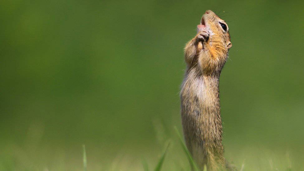 2020 Komik Vahşi Yaşam Fotoğrafları finalistleri belli oldu