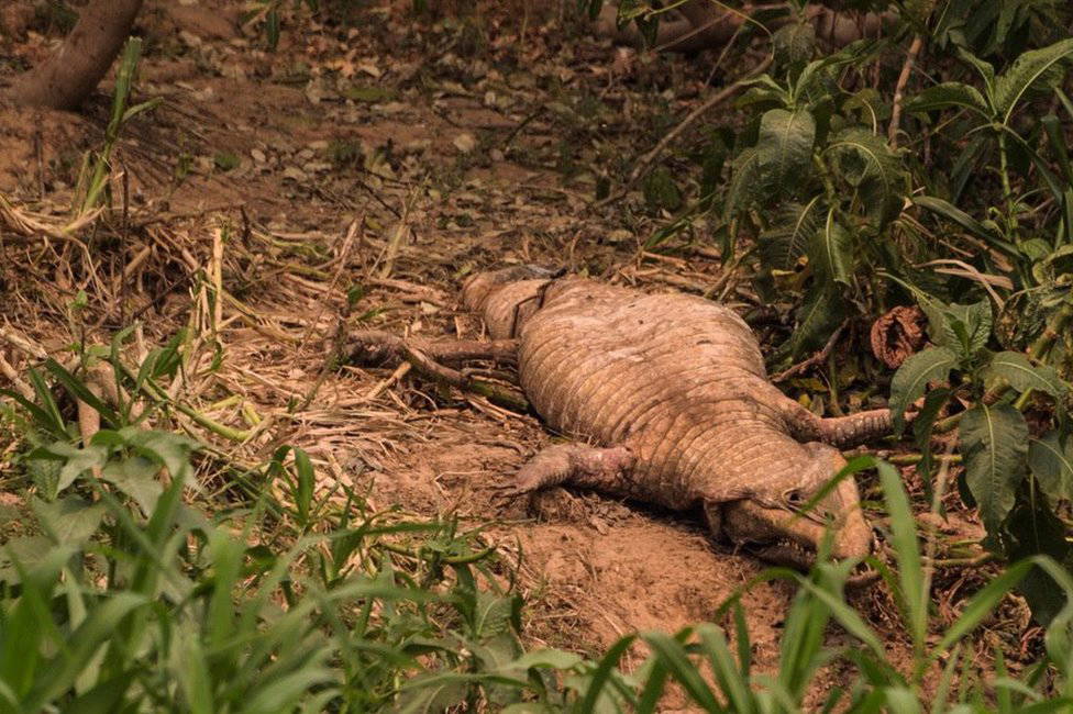 Fotoğraflarla: Brezilya'da tropikal sulak alanları kasıp kavuran yangınlar