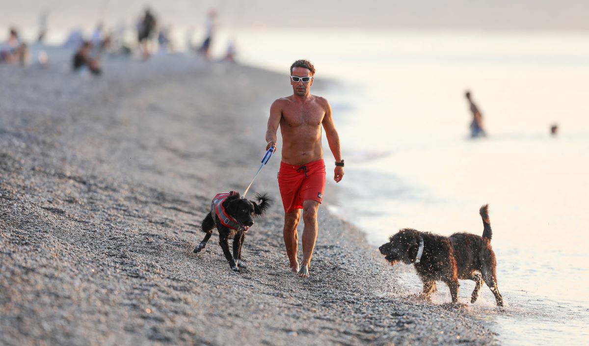 Gün doğumunda köpekleriyle kürek sörfü yapıyor