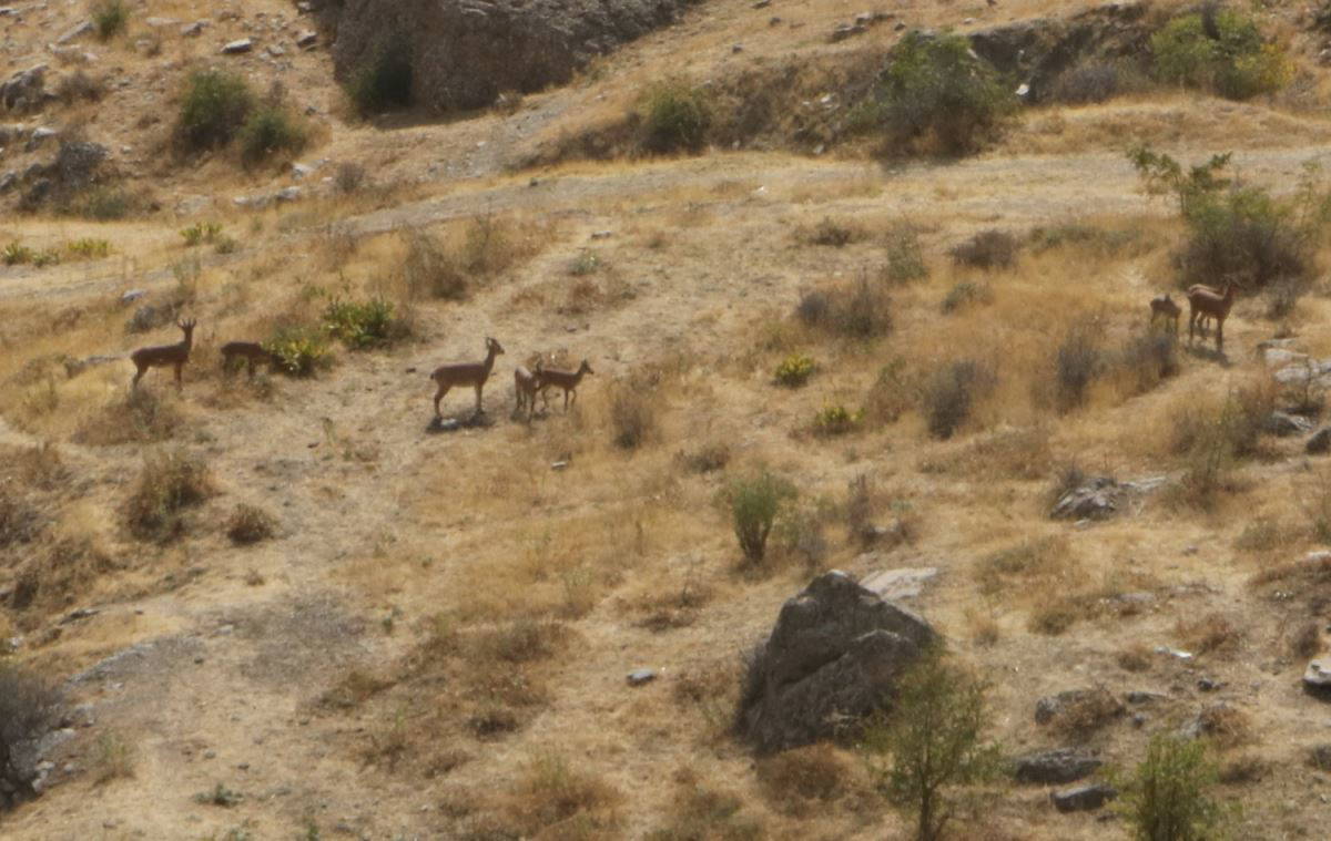 Yiyecek bulmaya çalışan sürü halindeki dağ keçileri mahalleye indi