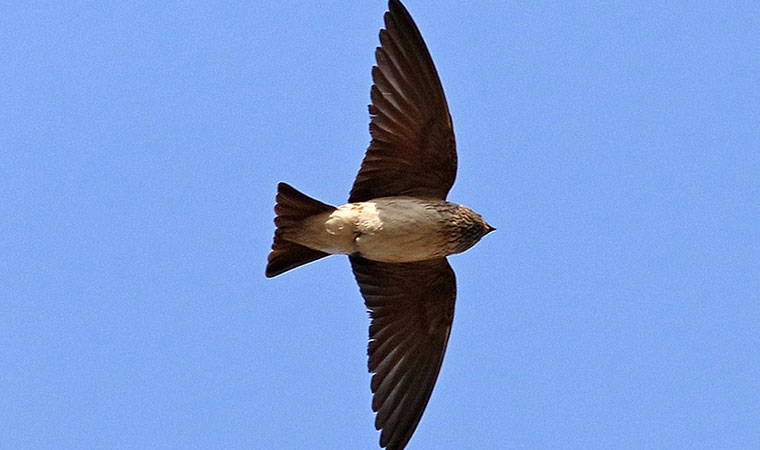 Çizgili gerdanlı kırlangıç, Türkiye'de ilk defa görüldü