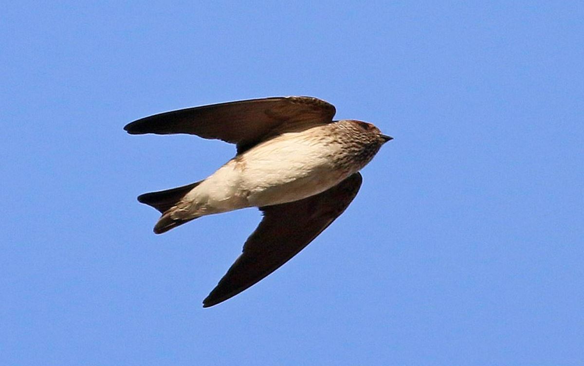 Çizgili gerdanlı kırlangıç, Türkiye'de ilk defa görüldü