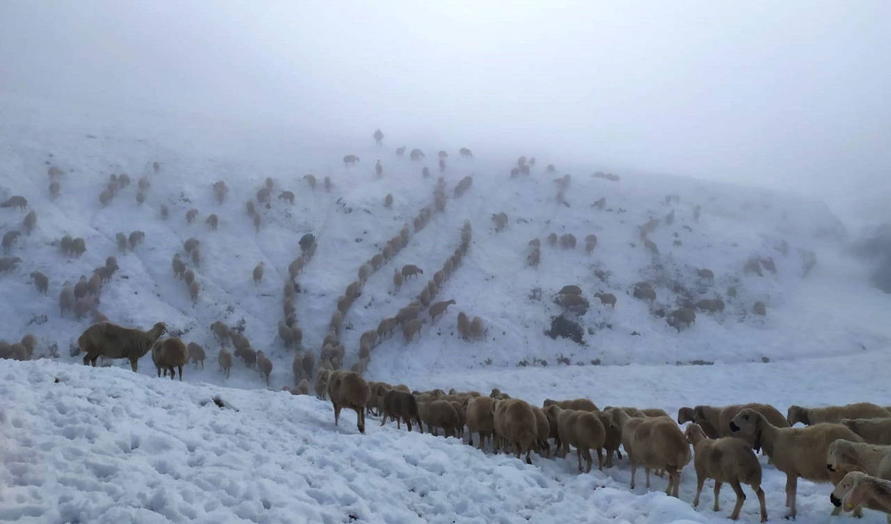 Kar yüzünden yaylada 600 koyunla mahsur kalan çoban, 5 saatte köye ulaşabildi