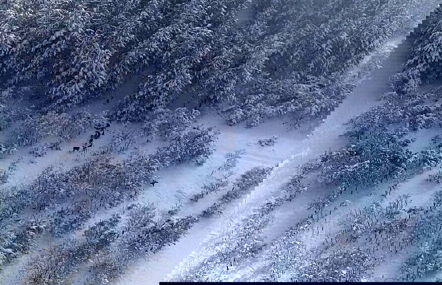 Kızıl geyikler karlı ormanda ortaya çıktı, karposttalık görüntüler oluşturdu