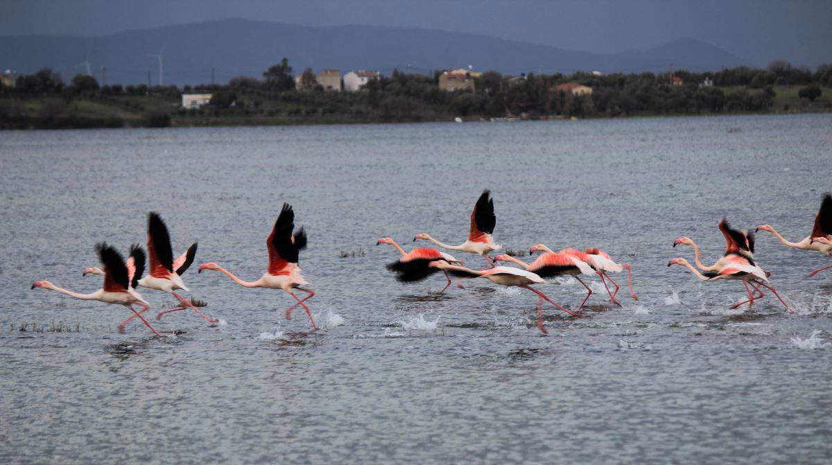 ‘Aliağa Kuş Cenneti’nde kartpostallık görüntüler