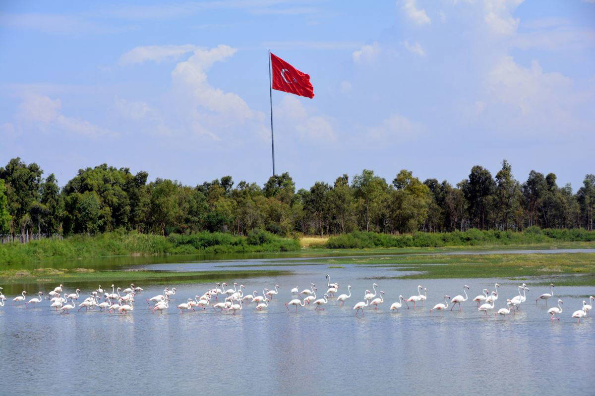 ‘Aliağa Kuş Cenneti’nde kartpostallık görüntüler