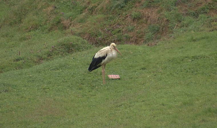 İstanbul'u leylekler bastı...