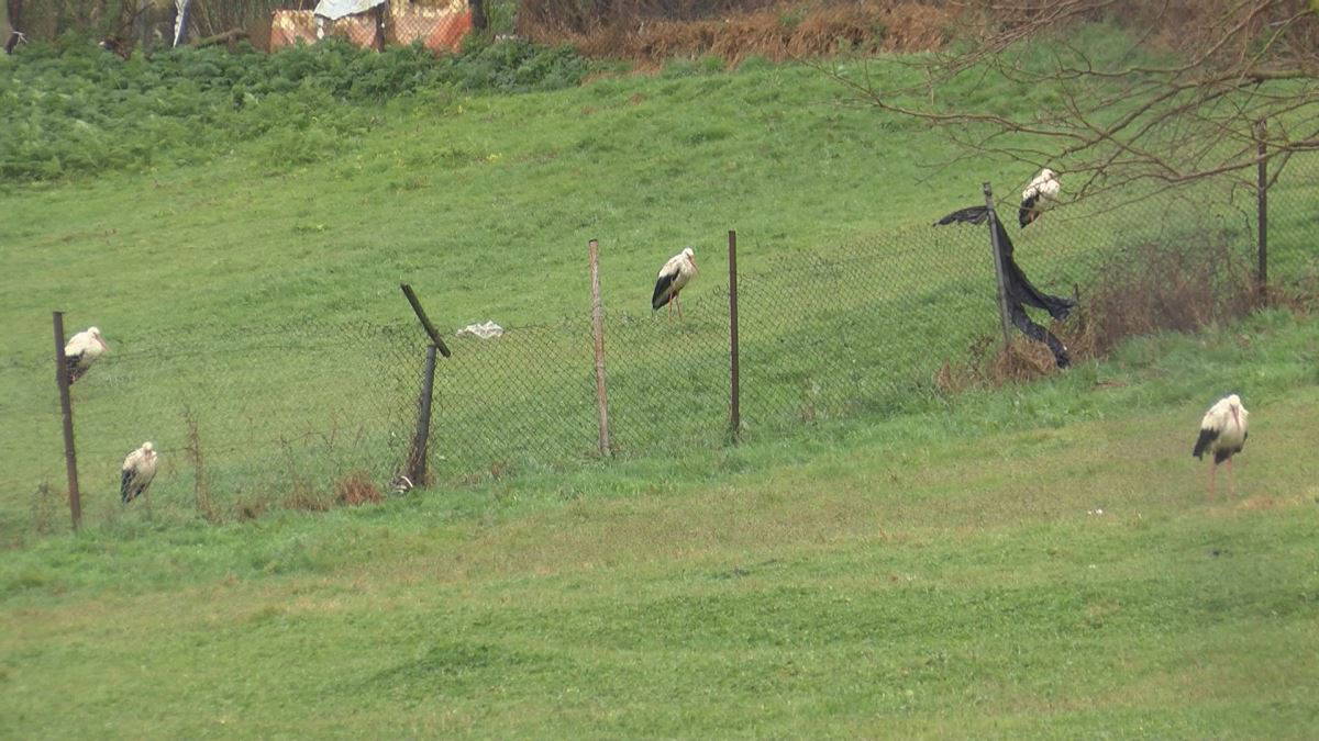 İstanbul'u leylekler bastı...