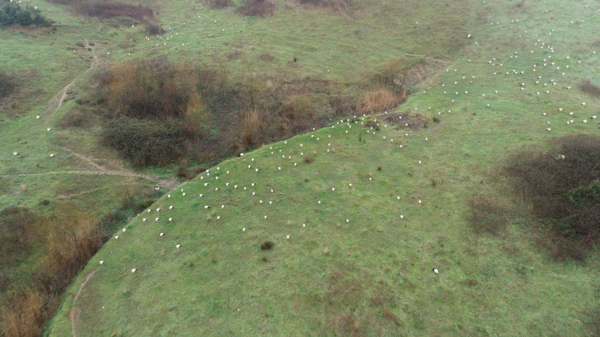 İstanbul'u leylekler bastı...
