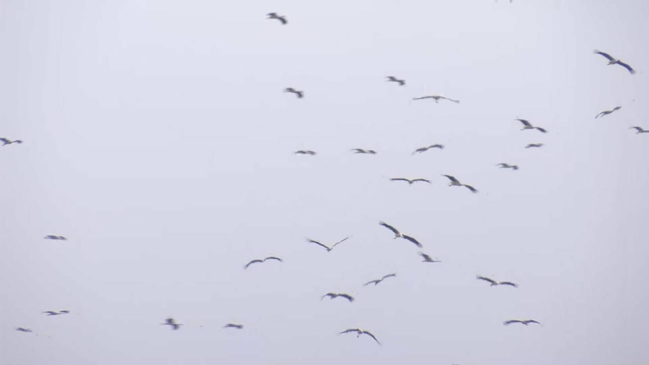 İstanbul'u leylekler bastı...