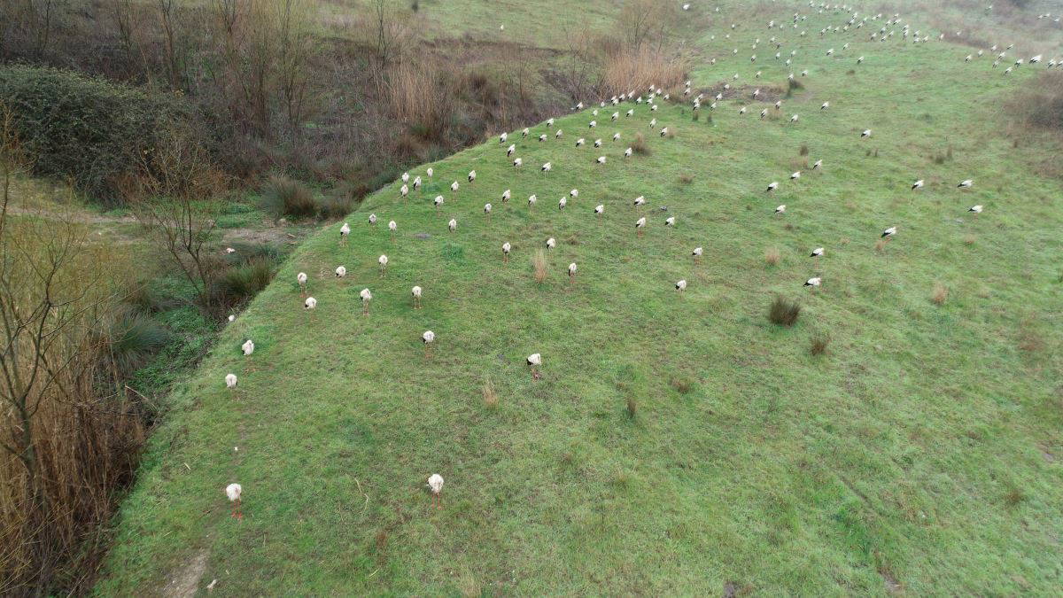 İstanbul'u leylekler bastı...