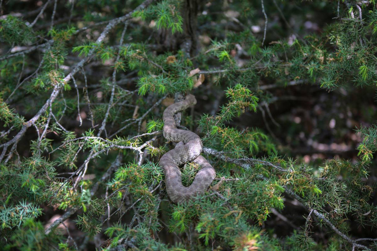 Türkiye'nin en zehirli türlerinden bir tanesi: Koca engerek
