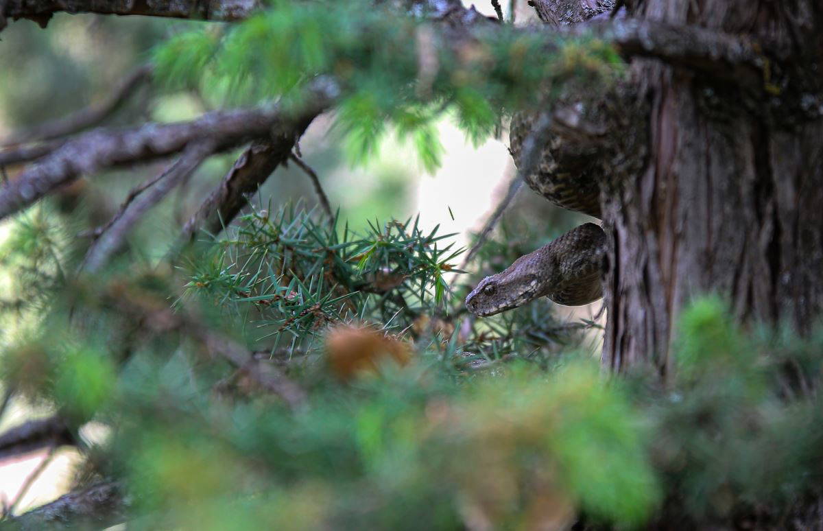 Türkiye'nin en zehirli türlerinden bir tanesi: Koca engerek