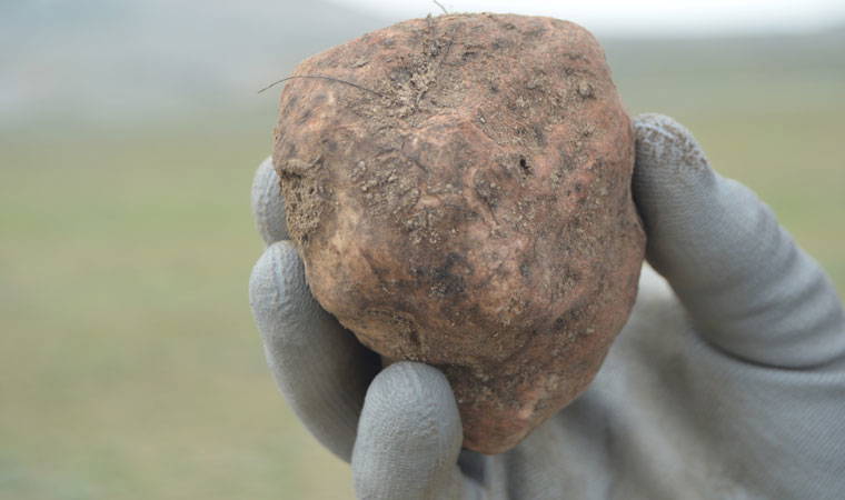 Domalan mantarı define arar gibi aranıyor, kilosu 300 TL