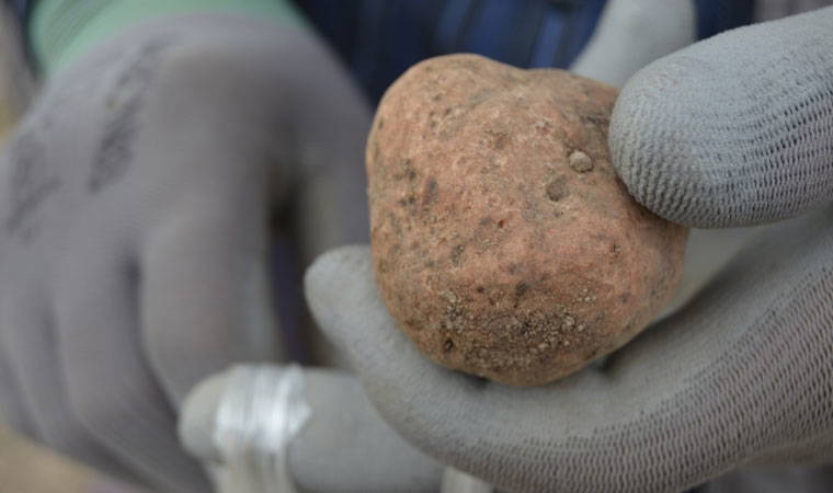 Domalan mantarı define arar gibi aranıyor, kilosu 300 TL