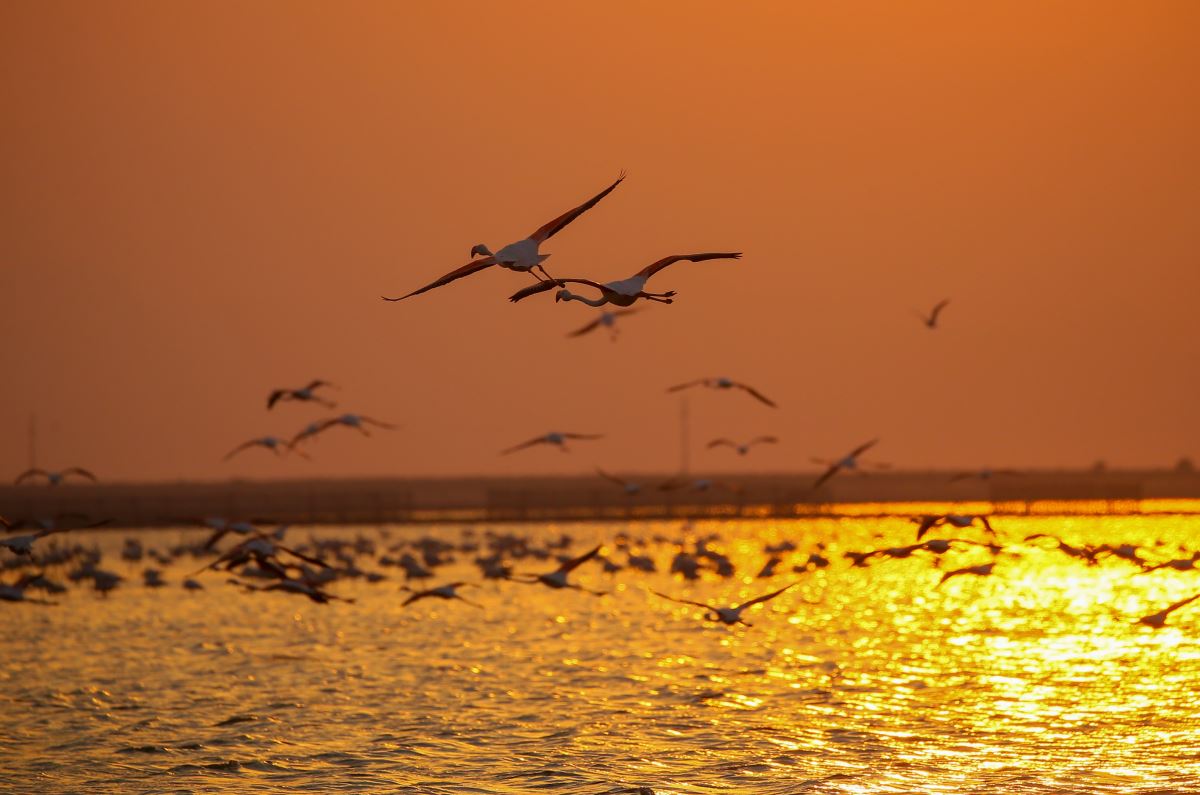 İzmir Kuş Cenneti'nde flamingoların  gün batımı dansı büyülüyor
