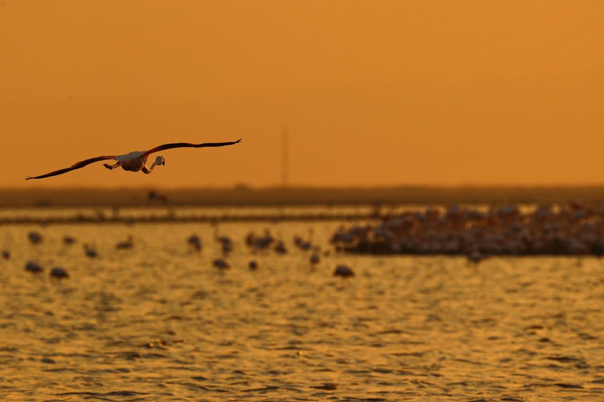 İzmir Kuş Cenneti'nde flamingoların  gün batımı dansı büyülüyor