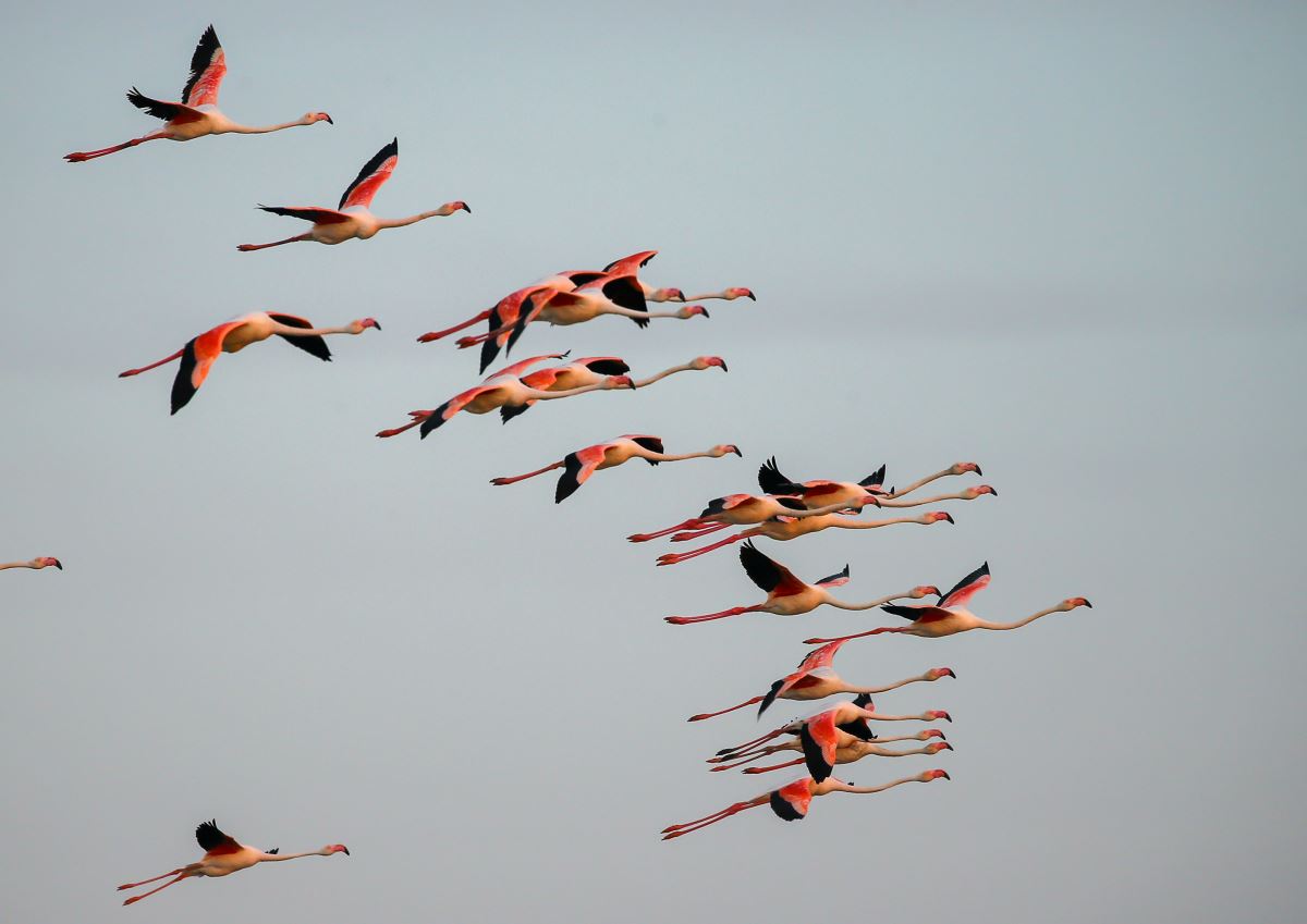 İzmir Kuş Cenneti'nde flamingoların  gün batımı dansı büyülüyor