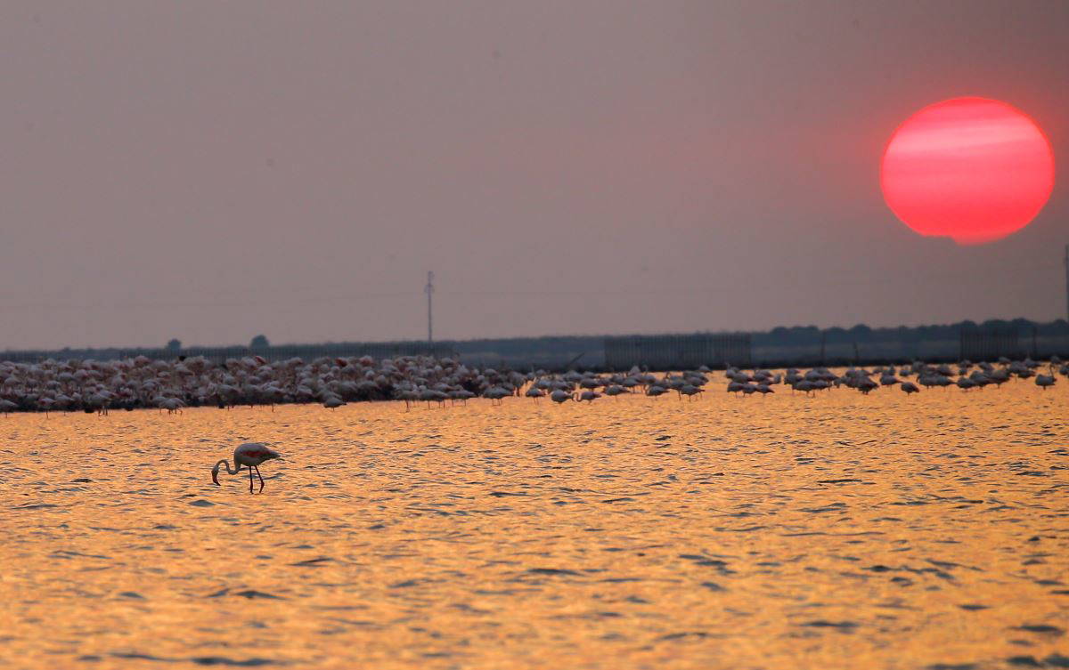 İzmir Kuş Cenneti'nde flamingoların  gün batımı dansı büyülüyor