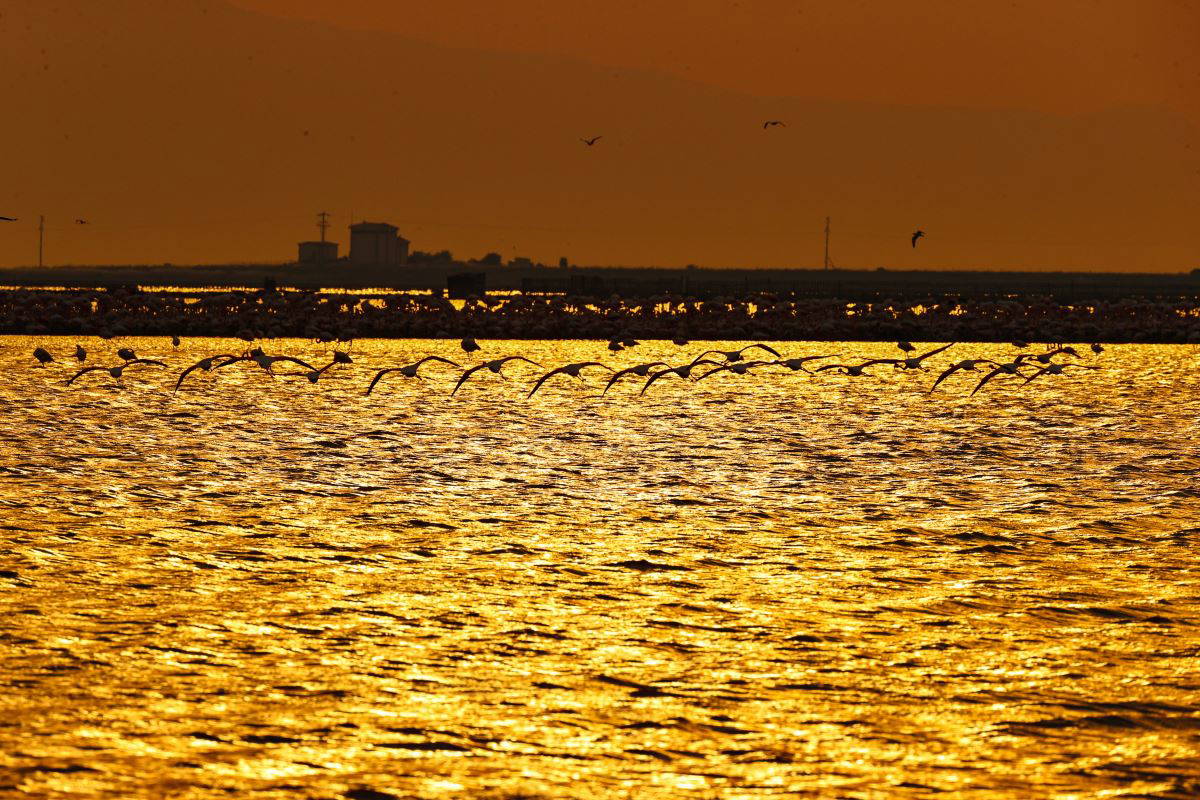İzmir Kuş Cenneti'nde flamingoların  gün batımı dansı büyülüyor