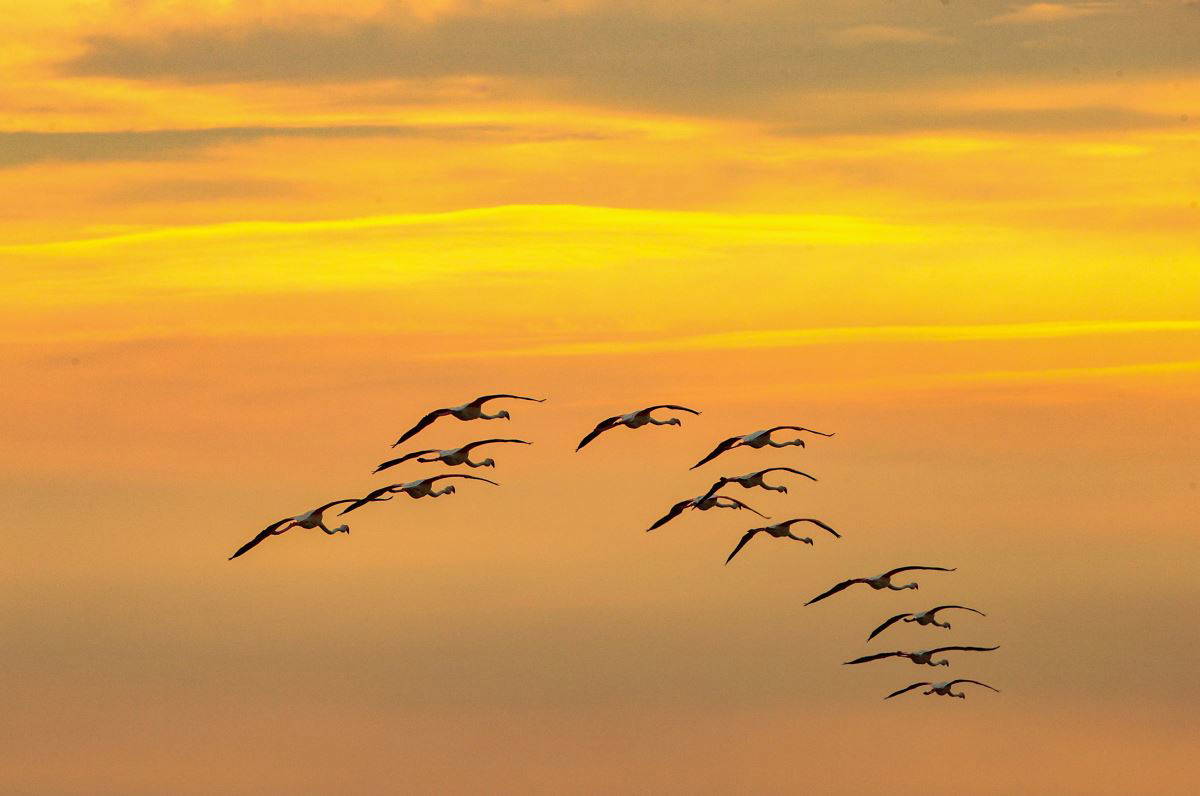 İzmir Kuş Cenneti'nde flamingoların  gün batımı dansı büyülüyor