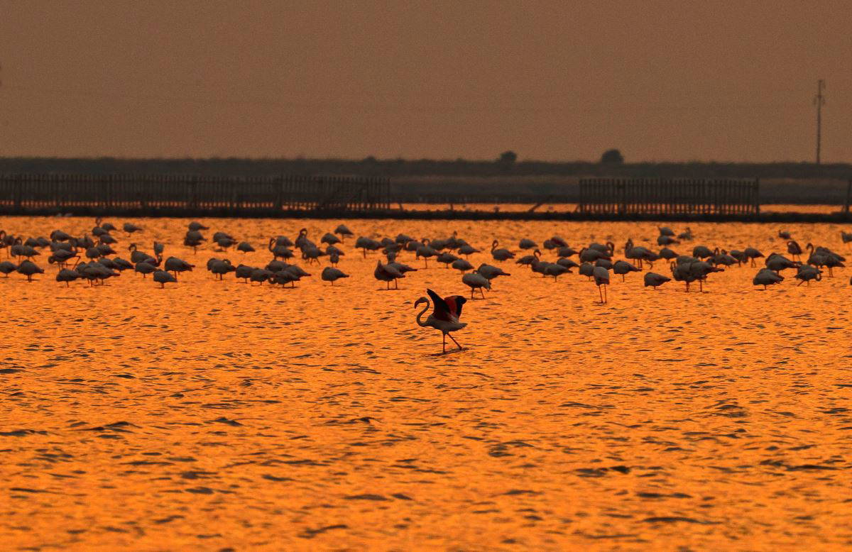 İzmir Kuş Cenneti'nde flamingoların  gün batımı dansı büyülüyor