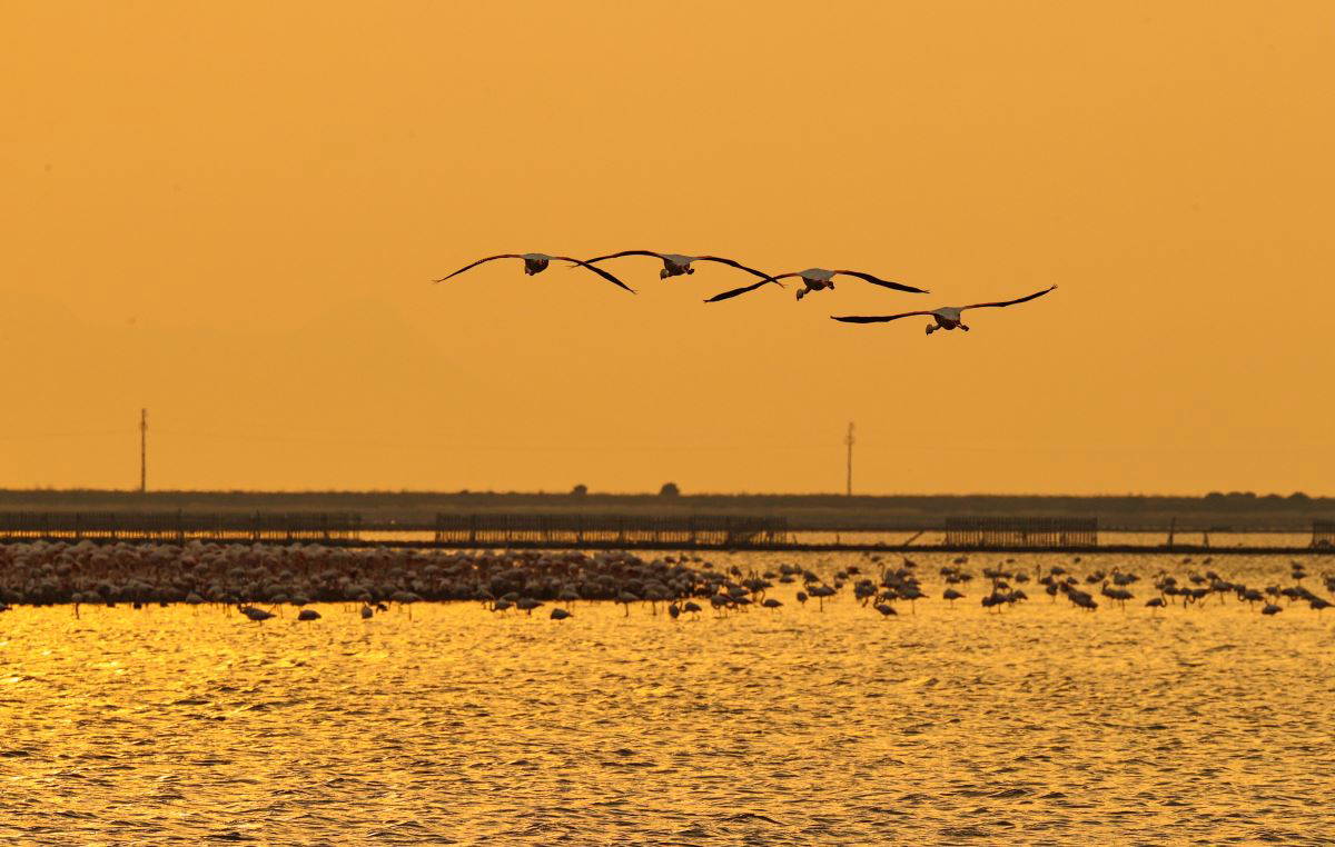 İzmir Kuş Cenneti'nde flamingoların  gün batımı dansı büyülüyor