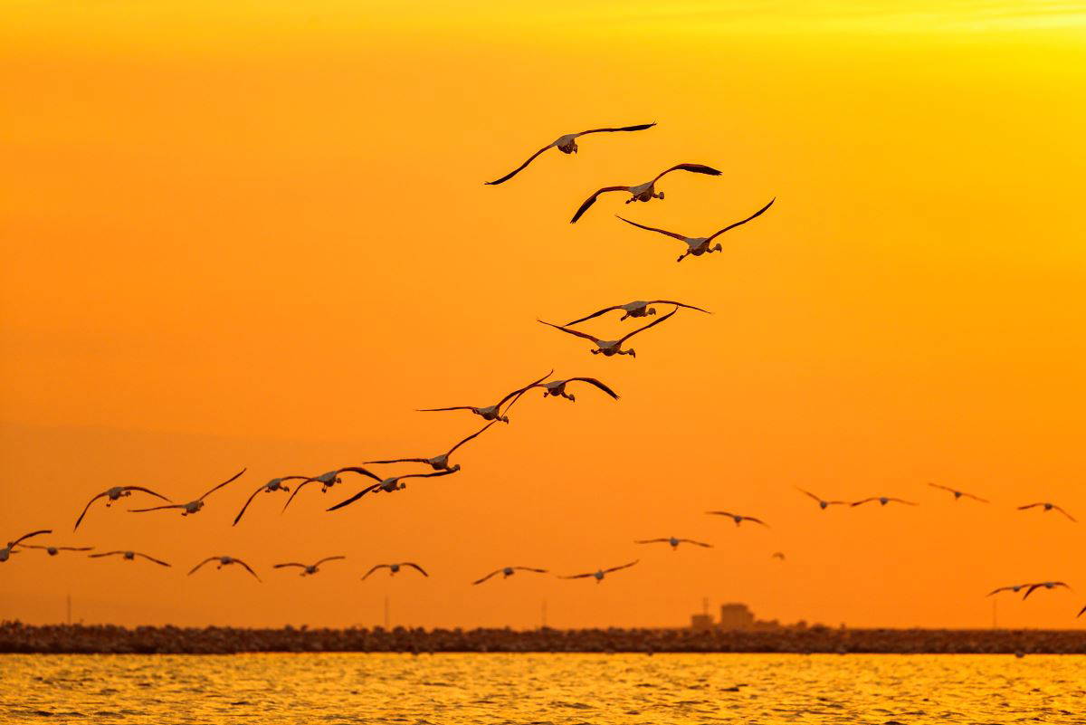 İzmir Kuş Cenneti'nde flamingoların  gün batımı dansı büyülüyor