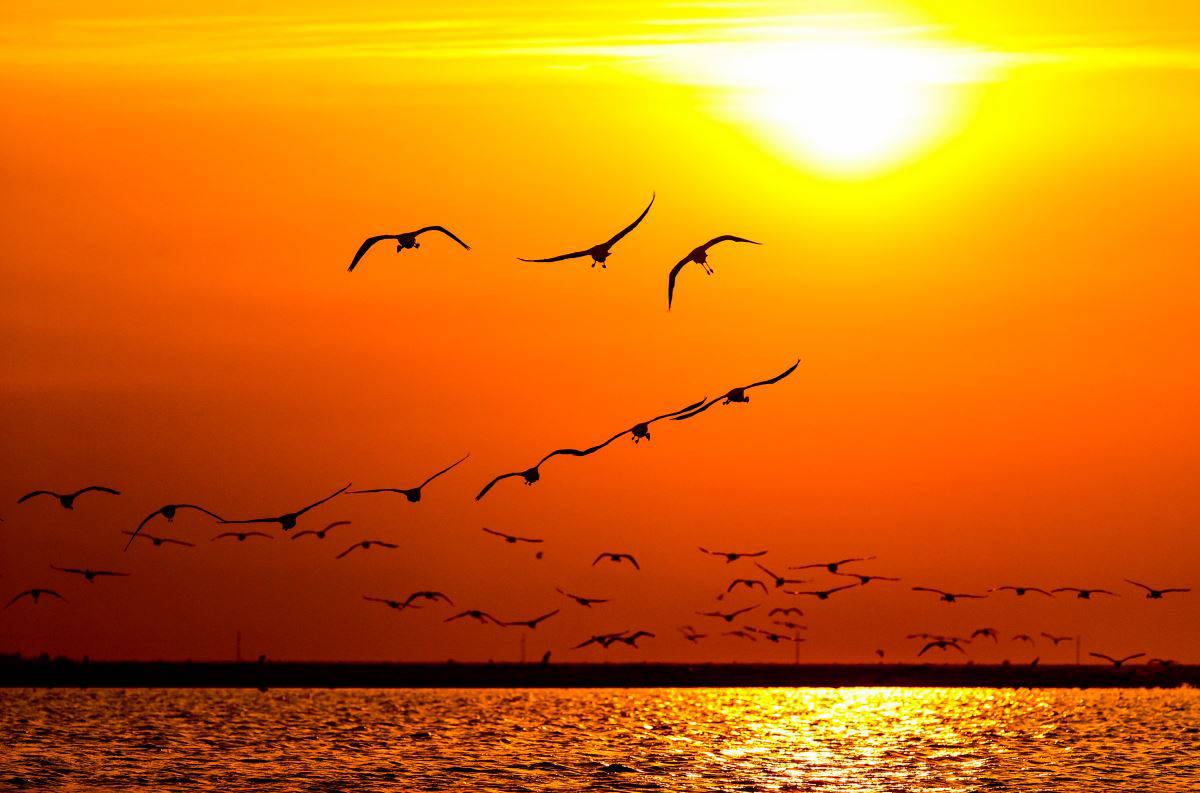 İzmir Kuş Cenneti'nde flamingoların  gün batımı dansı büyülüyor