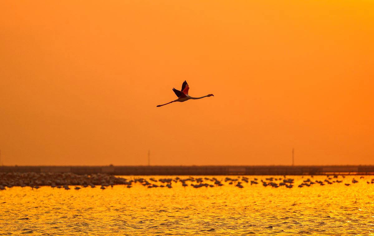 İzmir Kuş Cenneti'nde flamingoların  gün batımı dansı büyülüyor