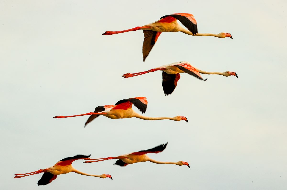 İzmir Kuş Cenneti'nde flamingoların  gün batımı dansı büyülüyor