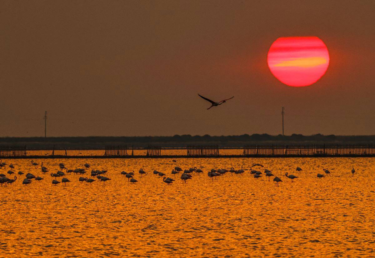 İzmir Kuş Cenneti'nde flamingoların  gün batımı dansı büyülüyor