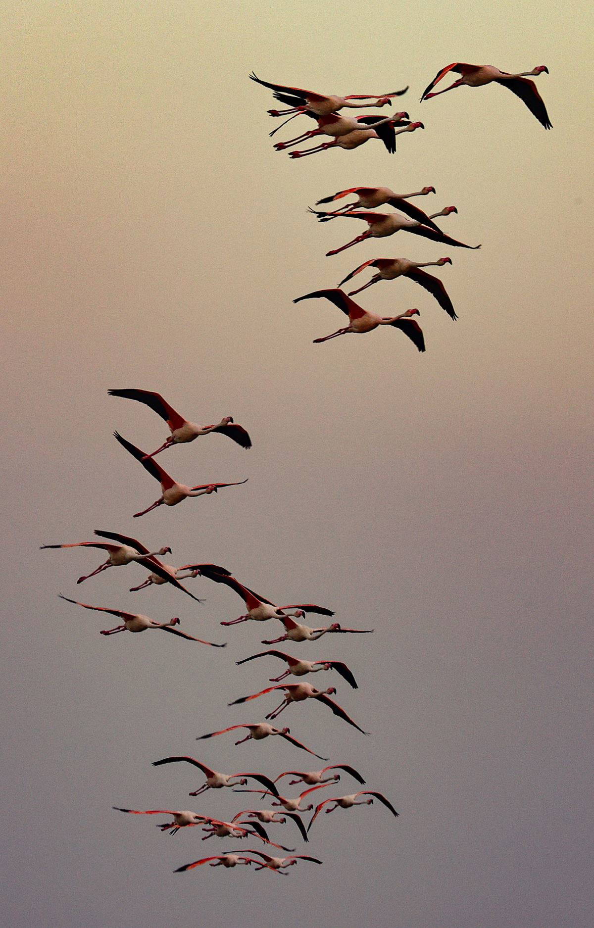İzmir Kuş Cenneti'nde flamingoların  gün batımı dansı büyülüyor
