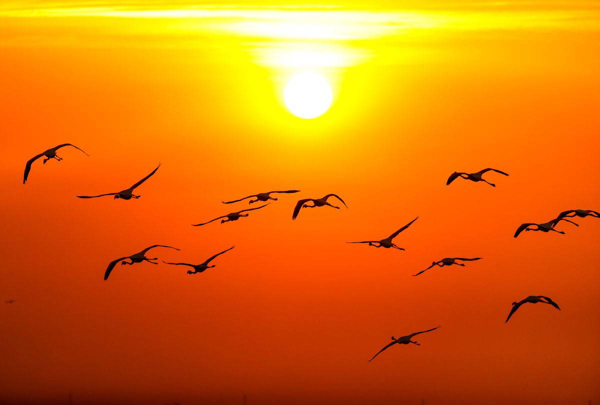 İzmir Kuş Cenneti'nde flamingoların  gün batımı dansı büyülüyor