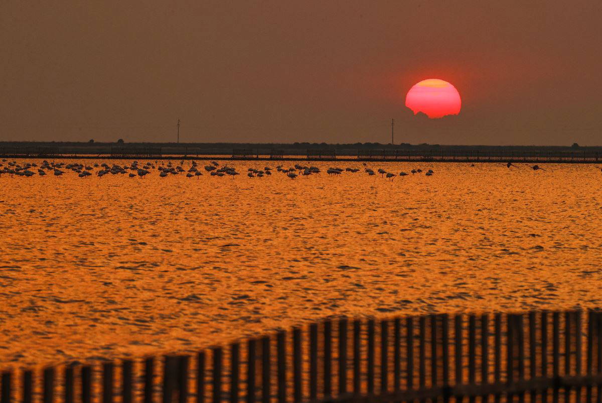 İzmir Kuş Cenneti'nde flamingoların  gün batımı dansı büyülüyor