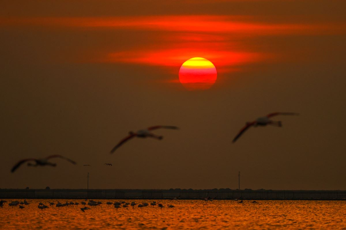 İzmir Kuş Cenneti'nde flamingoların  gün batımı dansı büyülüyor