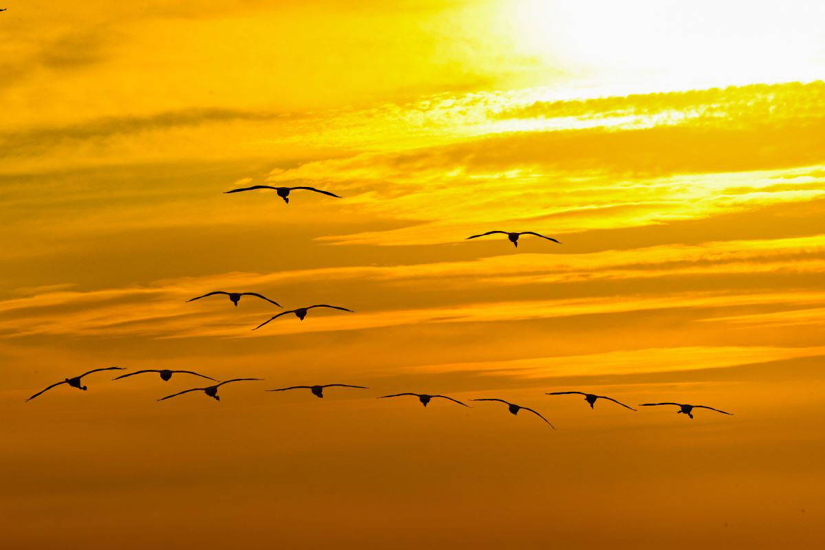 İzmir Kuş Cenneti'nde flamingoların  gün batımı dansı büyülüyor