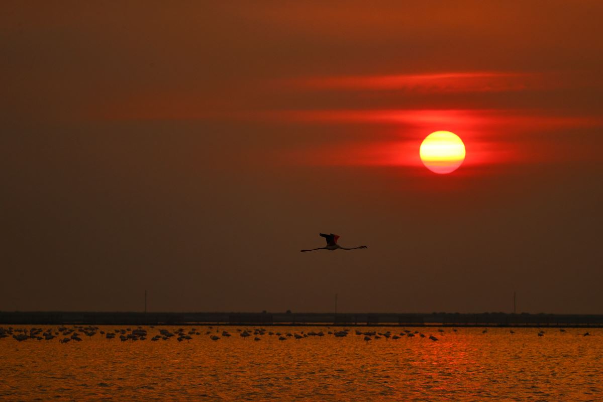 İzmir Kuş Cenneti'nde flamingoların  gün batımı dansı büyülüyor