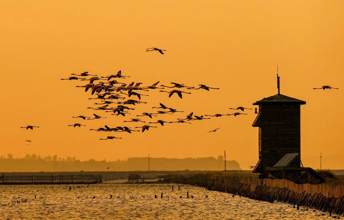 İzmir Kuş Cenneti'nde flamingoların  gün batımı dansı büyülüyor