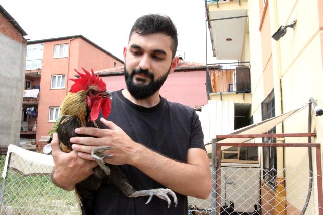 Ünü dünyaya yayılan ‘bayılan horoz' İngiltere'den davet aldı