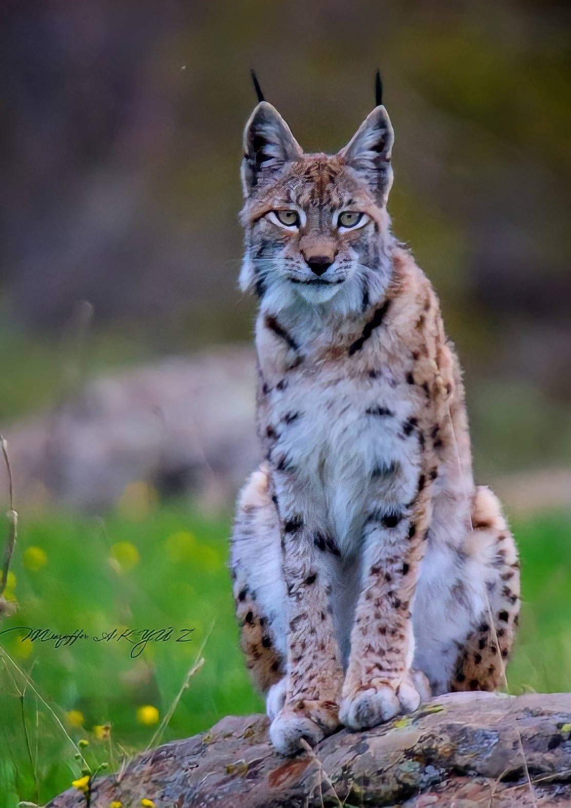 Vaşak, doğa fotoğrafçısına böyle poz verdi