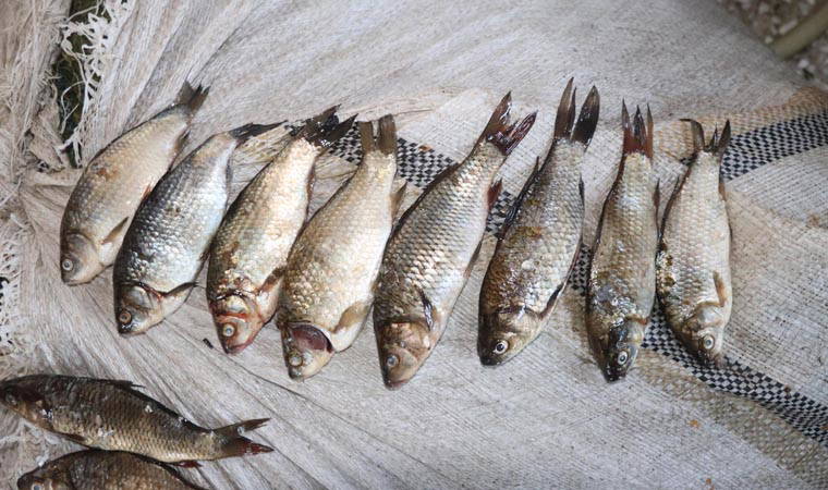 Bu gıdalar fazla tüketildiğinde toksin saçıyor, rahatsızlıklara sebep oluyor: Aşırı tüketildiğinde zehirli olabilen 10 besin