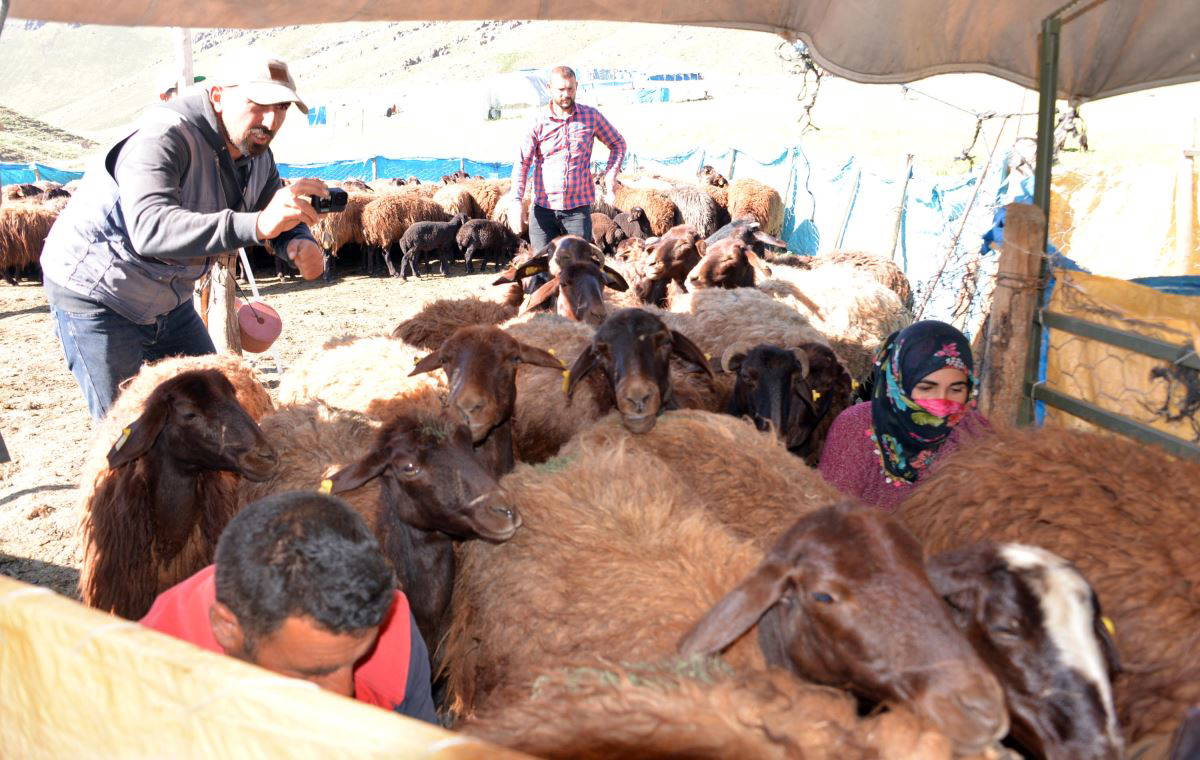 Fenomen çobanın göç yolculuğu