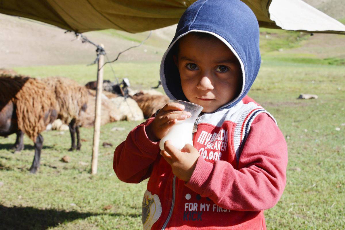 Fenomen çobanın göç yolculuğu