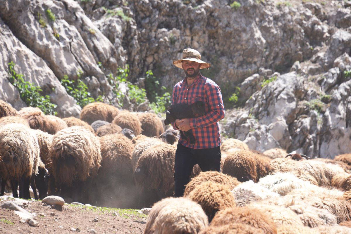 Fenomen çobanın göç yolculuğu