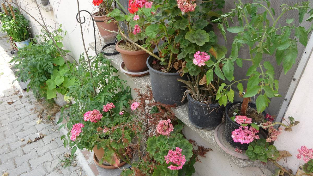 Sivrisinekler kabus olmasın: Saksı altlıkları, lastik içleri, kullanılmayan bidonlara dikkat