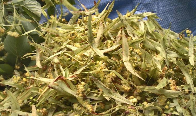 Kilosu 500 TL'den alıcı buluyor